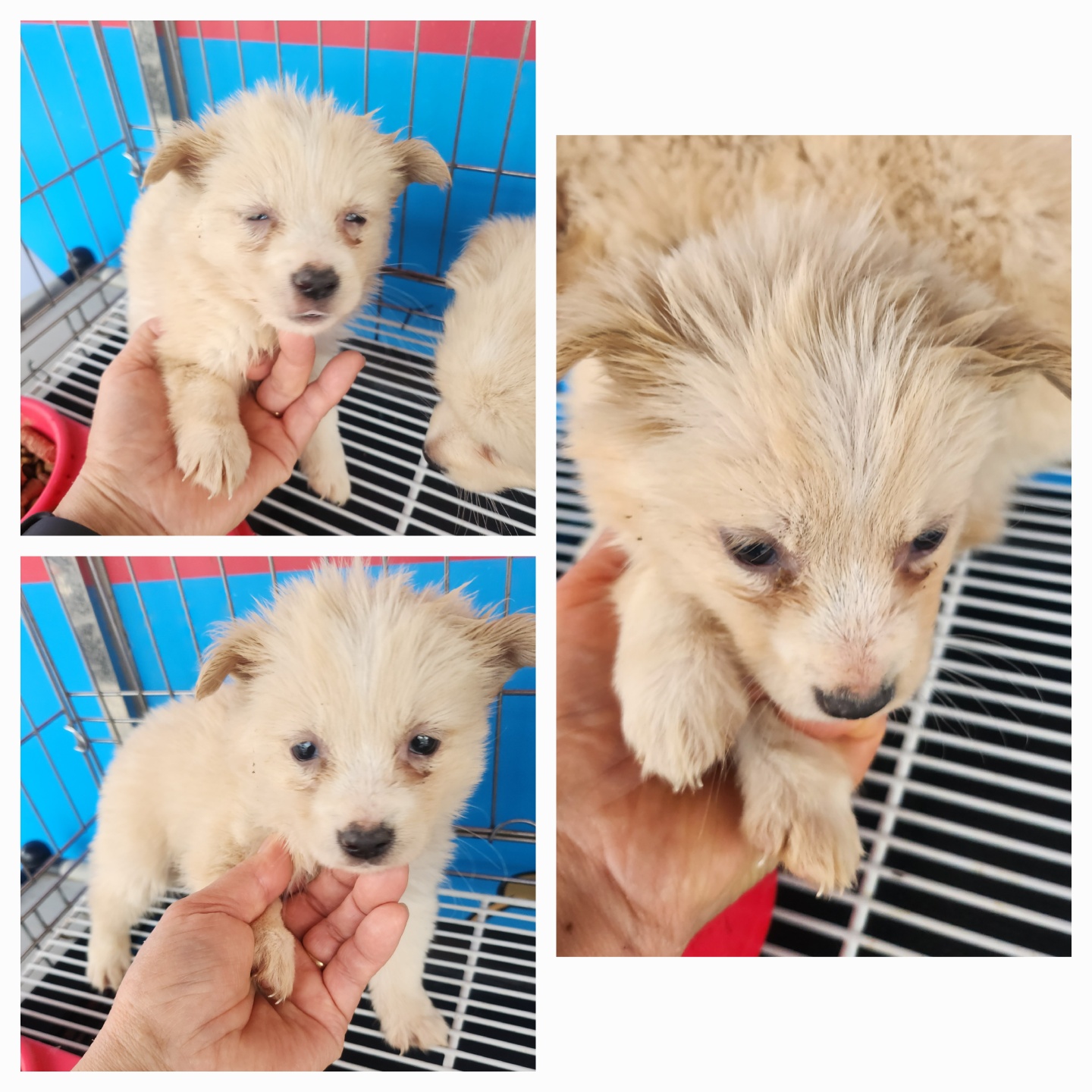 종합축산_447512202500416